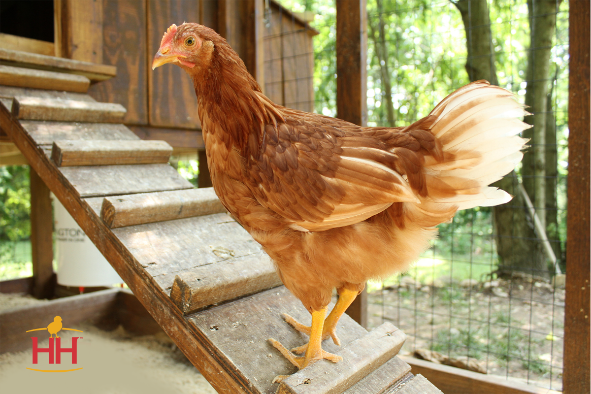Hoover's Hatchery